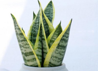 虎皮兰冬天养护 虎皮兰夏天如何养护养得金灿灿的