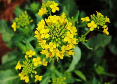 油菜和青菜区别 油菜和青菜的区别