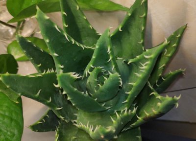 芦荟喜水还是喜旱 芦荟喜湿还是喜干旱