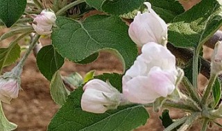 苹果花施肥方法及时间 苹果花如何施肥以及时间安排