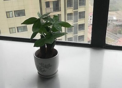 春季如何养发财树 春季养护发财树都有哪些技巧呢