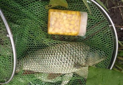 嫩玉米怎么泡制好钓鱼 玉米粒鱼饵怎么做效果最好