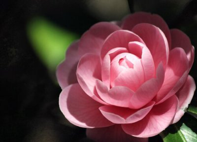 茶花树什么时候开花 一般几月份开花