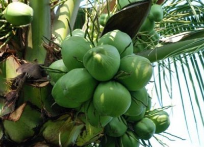 椰子多久成熟 成熟期是多长时间