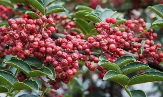 秋天什么地方适合种植花椒 秋天哪些地方适合种植花椒