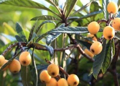 枇杷种植的栽培方法 枇杷树高产种植技术和管理要点