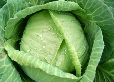 卷心菜是大头菜吗 不是一种菜 区别图