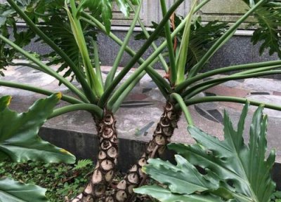 龟背竹气根是什么样子 龟背竹气根起的作用 处理保护它