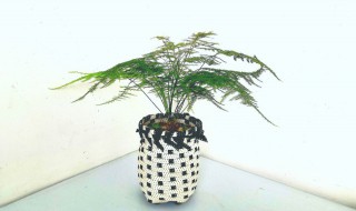 发财竹怎么养会旺盛 发财竹如何养会旺盛