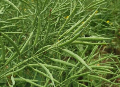 油菜籽什么时候收获 在几月份收获