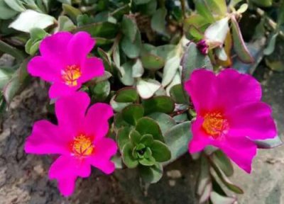 如何养殖太阳花茂盛 太阳花如何养护能够枝繁叶茂