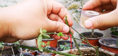 微型月季的嫁接方法 嫁接月季盆景用什么微月