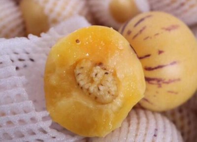 人生果产地 人生果什么时候成熟