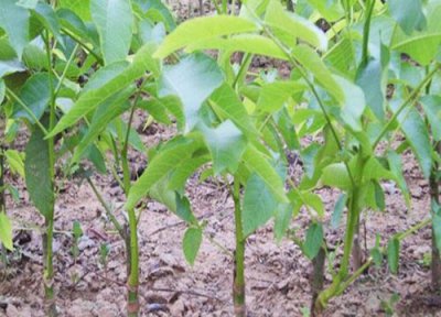 核桃树种植时间和方法 核桃的种植方法及时间