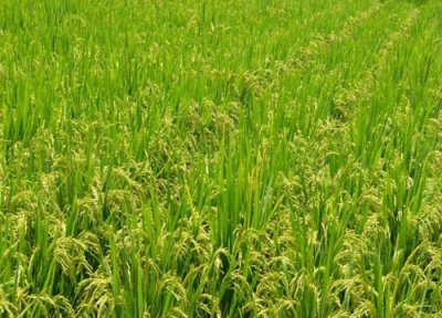 种地用尿素起什么作用 现代农民不愿意使用尿素施肥