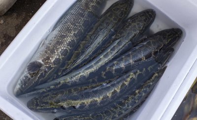 市场上哪种鱼鱼刺少 肉嫩刺少还营养高的鱼的种类