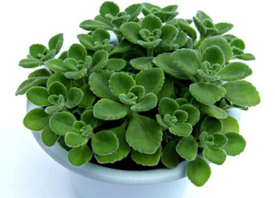 碰碰香多久浇一次水比较好 水浇多了怎么办