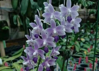 蝴蝶兰不生长怎么处理 半死不活的蝴蝶兰如何快速让它恢复生长