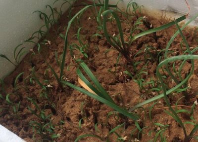 大叶菠菜种植时间 大叶菠菜种植时间和方法