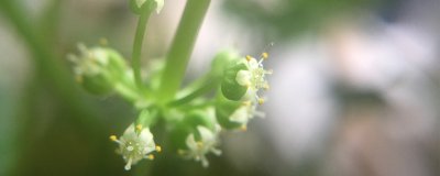 金钱草作用 金钱草有什么作用