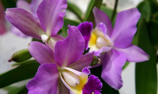 万代兰有什么养殖方法 万代兰的养殖方法介绍