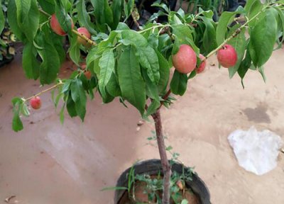 桃树怎么修剪方法 桃树什么时候修剪合适