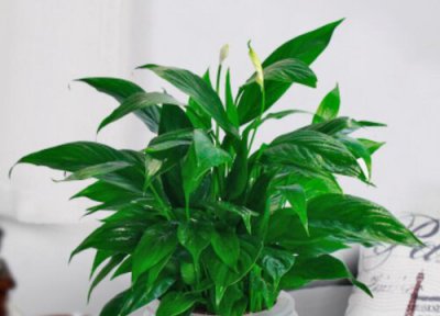 一帆风顺花开花时间 一帆风顺花怎么养才开花