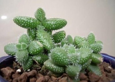 雷童的养殖方法 雷童怎么养护长势好