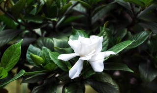 什么花在冬天室内养好 适合冬天室内养的花