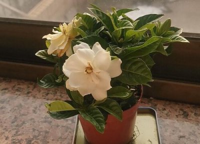 盆栽栀子花如何修剪 秋季栀子花怎么修剪轻松爆盆开花快