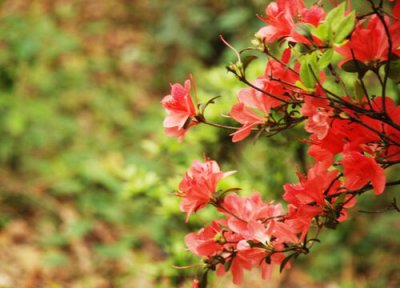 映山红移栽时间 映山红什么时候移栽好