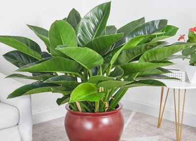 绿钻花什么时候分盆最佳 绿钻花怎么分盆容易成活