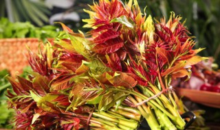 孕妇可以吃春天吗 孕妇能吃春天吗