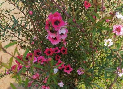 松红梅耐寒多少度 最低耐零下多少度