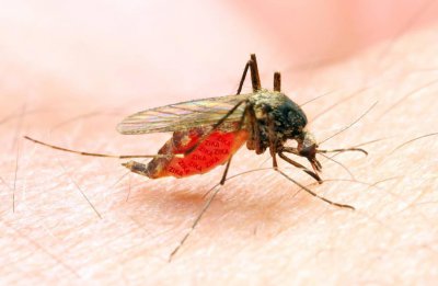 除蚊子的小妙招有什么 居家灭蚊子最有效的方法分享