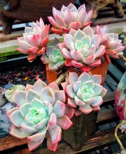 长大后超级好看的多肉品种 出状态漂亮的多肉植物