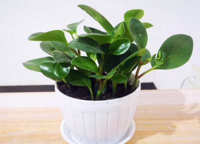 豆瓣绿喜水还是喜旱 豆瓣绿喜湿还是喜干旱