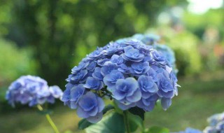 绣球花常见品种有哪些 绣球花常见品种的简介