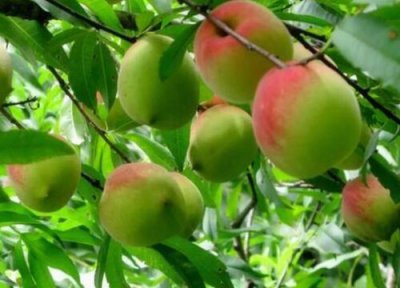 九仙桃什么时候成熟 成熟的季节是几月