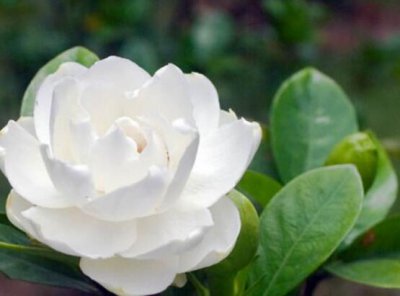 栀子花开的寓意和象征意义 栀子花开花代表的花语意思