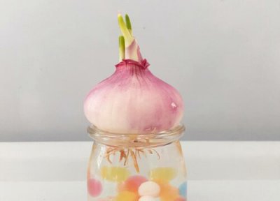 水培洋葱会开花吗 开花样子