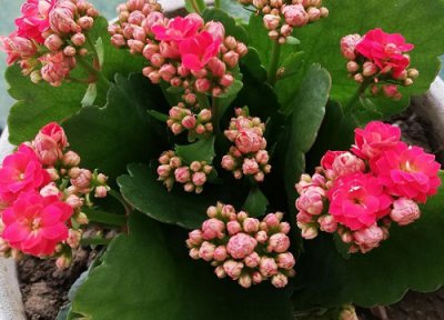 长寿花不开花需要怎么进行养护 长寿花为什么不开花怎么养才开花