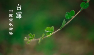 白露时节的简介 白露是什么节气