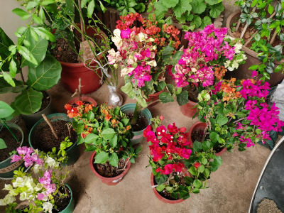 三角梅怎样修剪开花多 3个剪枝技巧让三角梅繁花似锦