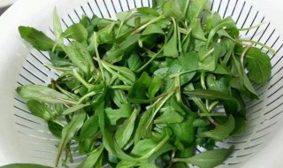 马兰头是凉性还是热性 马兰头属于凉性还是热性的食材呢