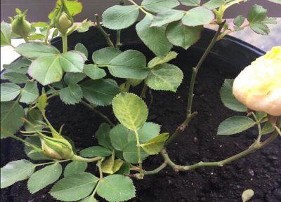 月季生长地方 月季生长在什么地方