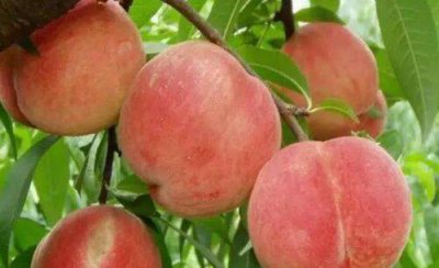 桃树小叶病用什么药可以治 桃树小叶病防治方法