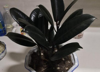 橡皮树冬天长叶子吗 橡皮树怎么养护冬天叶片更浓绿