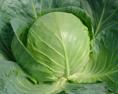 牛心菜和包菜的区别在哪里 牛心菜与包菜的差别很大