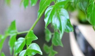 发财树顶部树干发黄干枯怎么办 发财树顶部树干发黄干枯如何处理